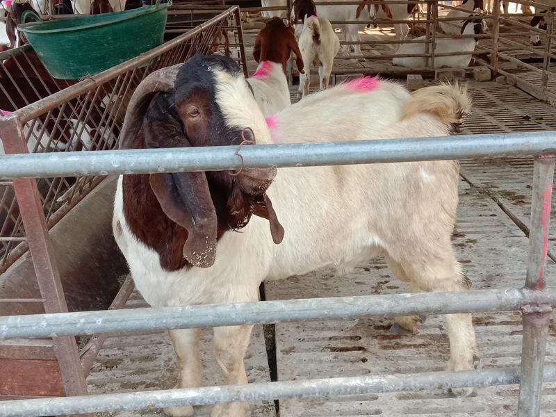 精品波尔山羊种公羊繁殖母羊羊苗大量出栏