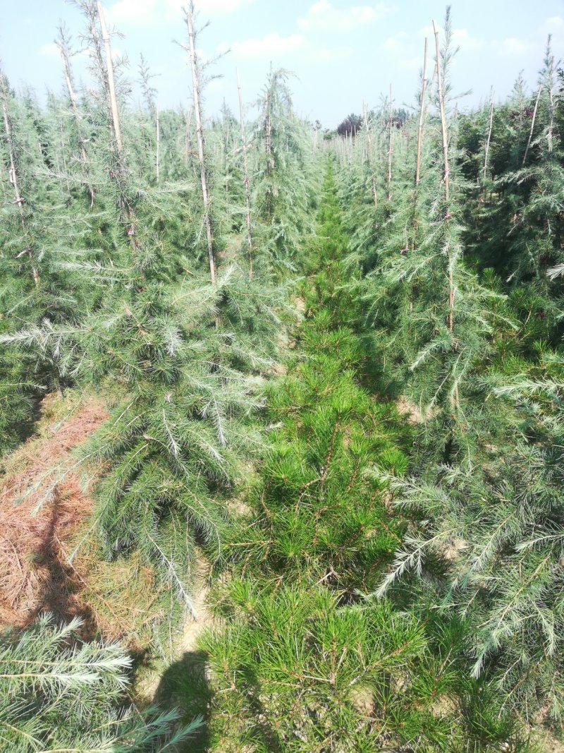 白皮松1米2至1米半地栽苗树形饱满欢迎你的来电！