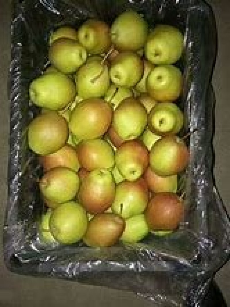 山西运城临猗县红香酥梨、大量上市