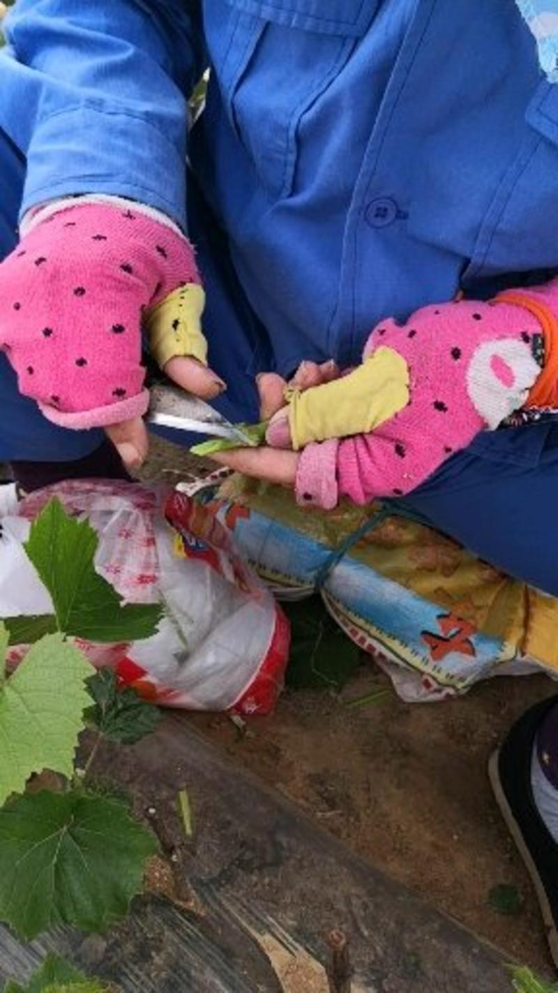 着色香葡萄苗，一年生，贝达嫁接，基地南北方适合种植