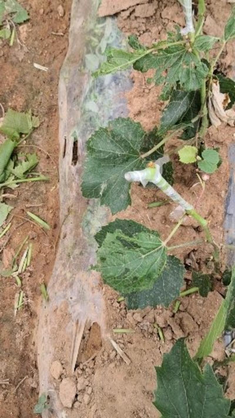 醉金香葡萄苗，一年生苗，贝达嫁接，基地南北方适合种植