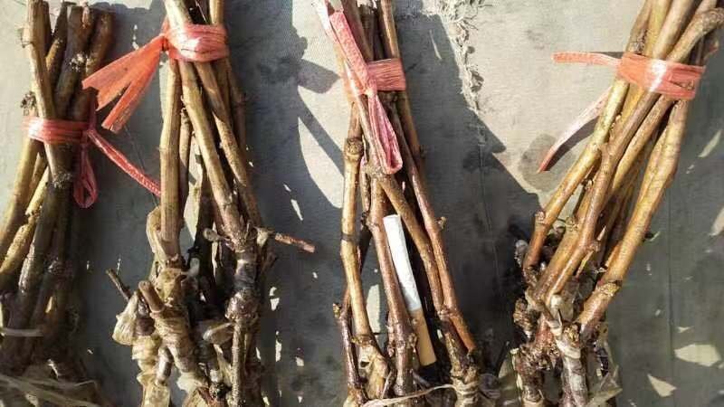 醉金香葡萄苗，一年生苗，贝达嫁接，基地南北方适合种植