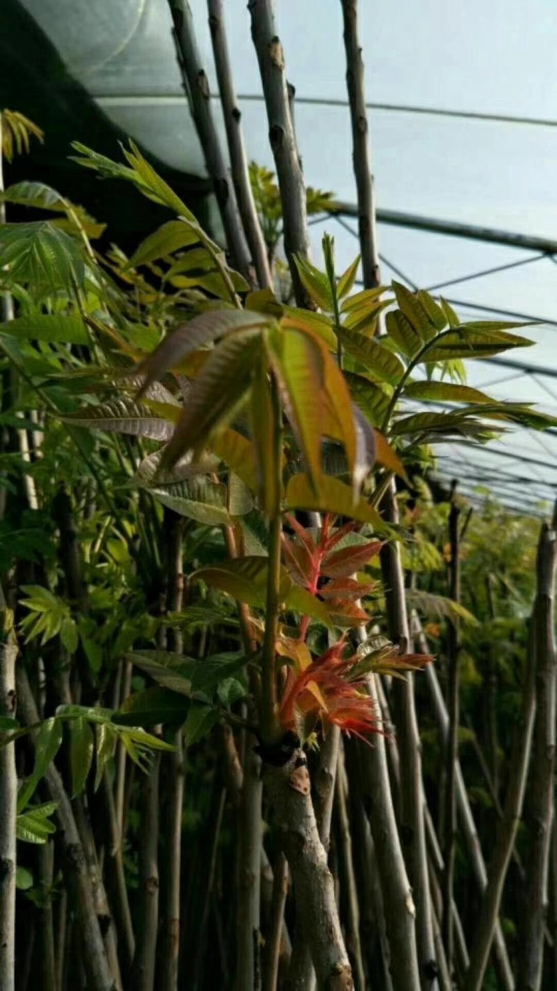 红油香椿苗大棚用红油树苗包邮保湿发货