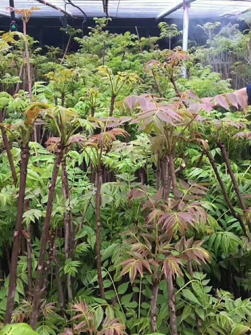 红油香椿苗大棚用红油树苗包邮保湿发货