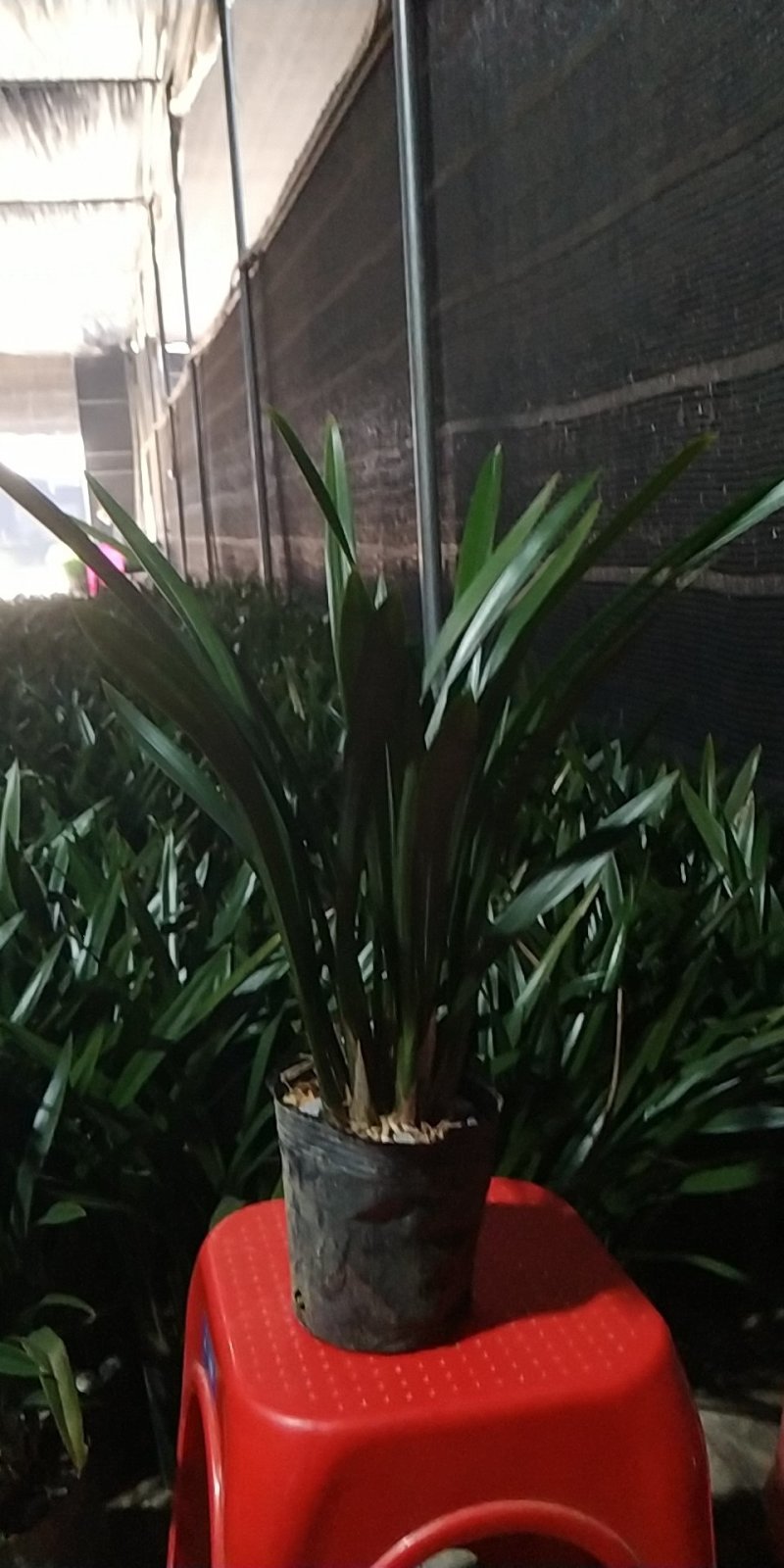 墨兰企黑