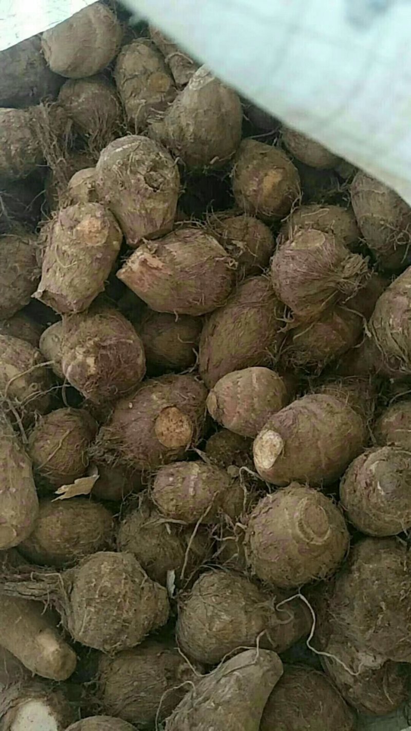 合作社种的八百亩现挖新毛芋头大量上市，电商货，保质保量
