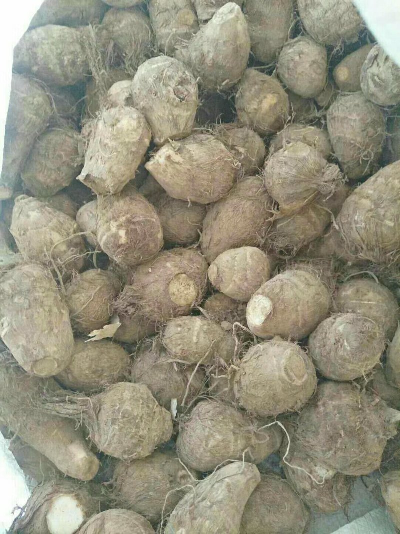 合作社种的八百亩现挖新毛芋头大量上市，电商货，保质保量