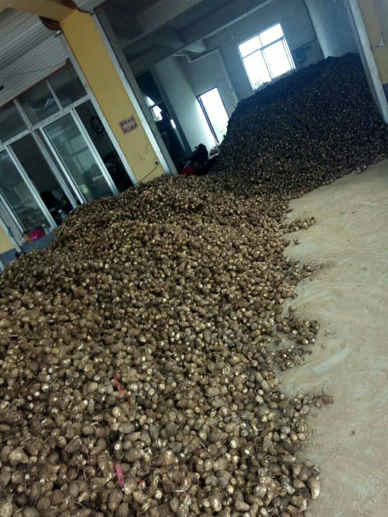 合作社种的八百亩现挖新毛芋头大量上市，电商货，保质保量