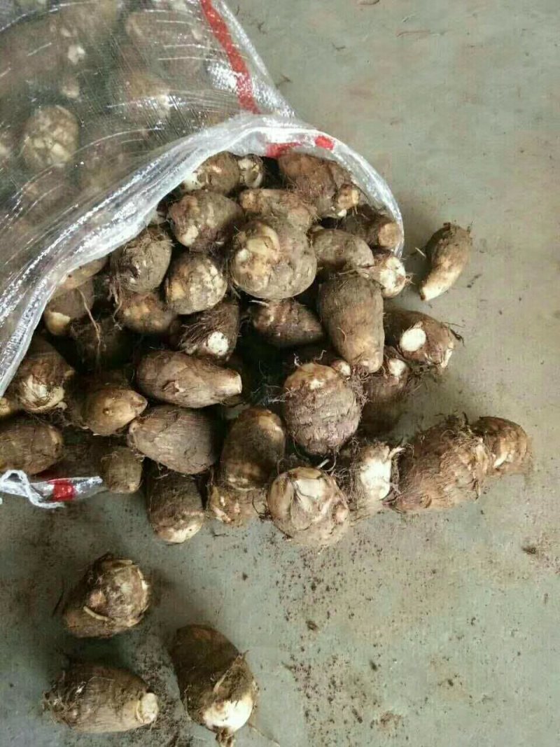 合作社种的八百亩现挖新毛芋头大量上市，电商货，保质保量