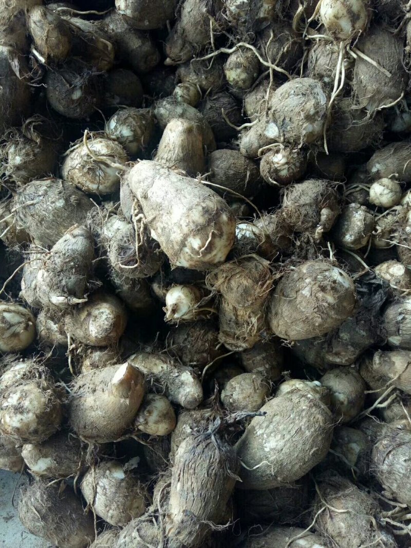 合作社种的八百亩现挖新毛芋头大量上市，电商货，保质保量