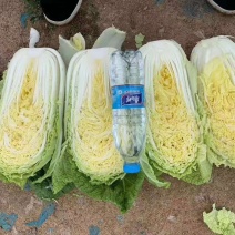 河南夏邑精品白菜，青杂三号，黄心白菜，基地直供