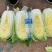 河南夏邑精品白菜，青杂三号，黄心白菜，基地直供