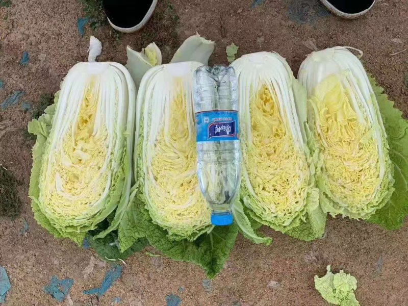 河南夏邑精品白菜，青杂三号，黄心白菜，基地直供