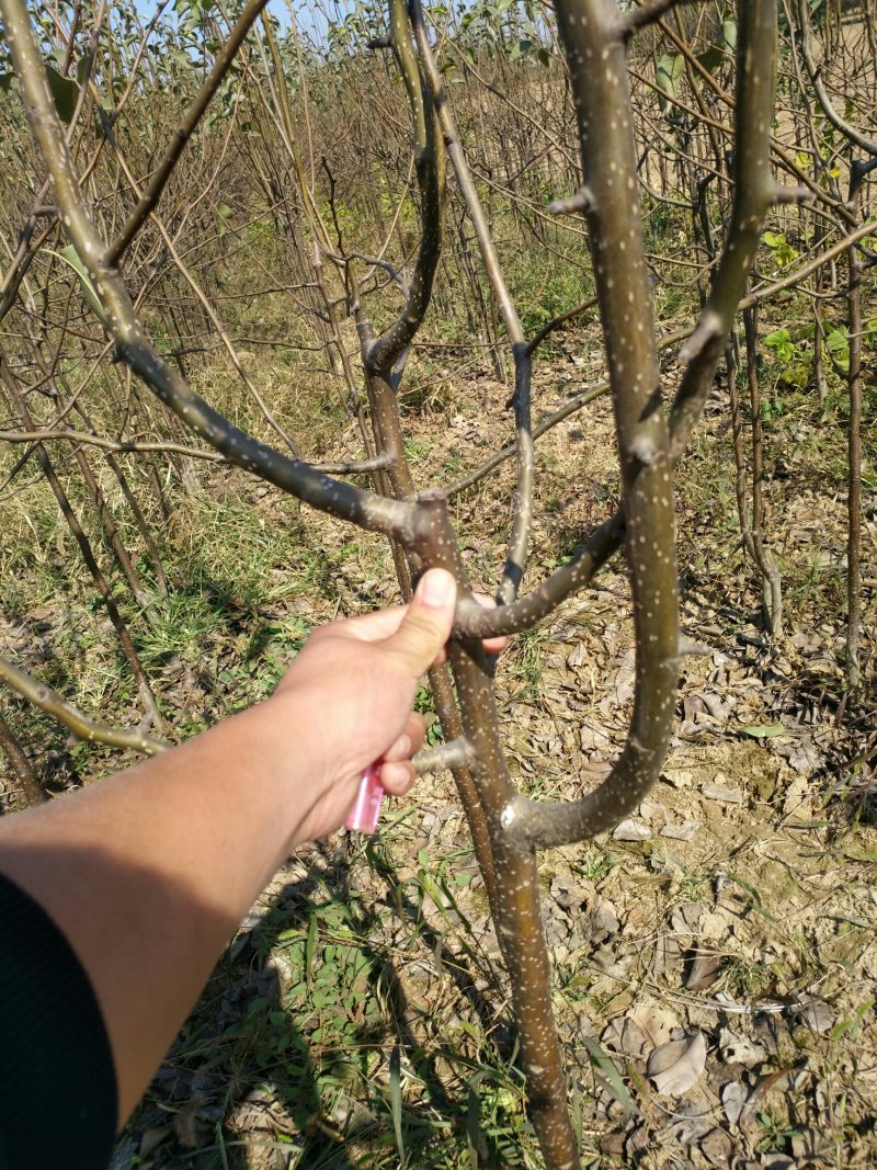 秋月梨苗！皇冠苗！翠冠梨苗，酥梨苗等苗圃货源.品种有保证