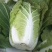 河南夏邑精品白菜，青杂三号，黄心白菜，基地直供