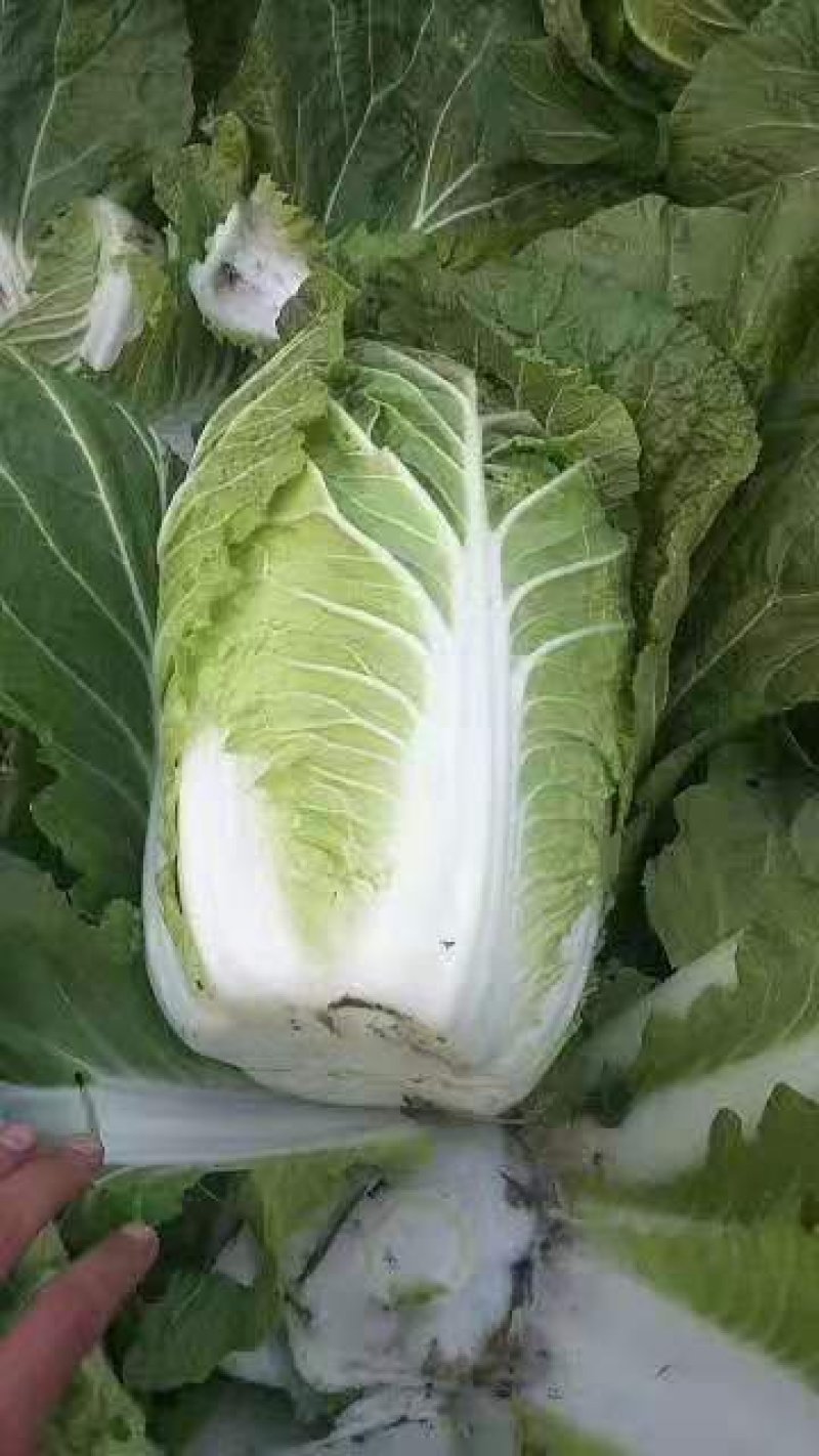 河南夏邑精品白菜，青杂三号，黄心白菜，基地直供