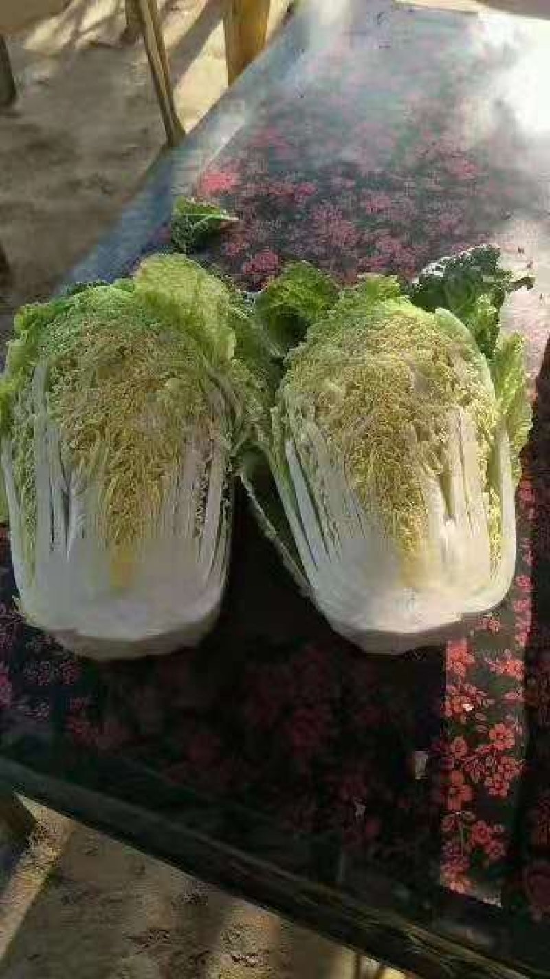 河南夏邑精品白菜，青杂三号，黄心白菜，基地直供