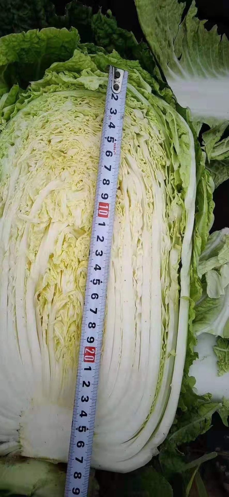 河南夏邑精品白菜，青杂三号，黄心白菜，基地直供