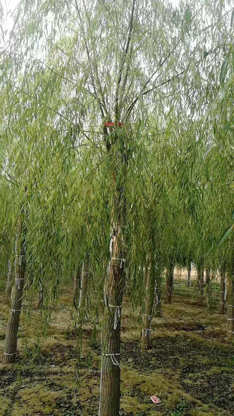 嫁接垂柳，原生垂柳，定植定杆垂柳，嫁接金丝柳