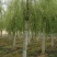 嫁接垂柳，原生垂柳，定植定杆垂柳，嫁接金丝柳