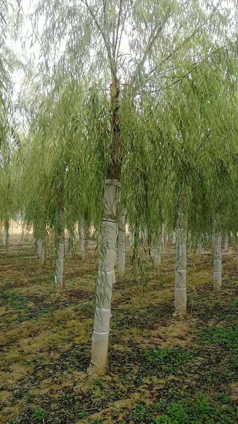 嫁接垂柳，原生垂柳，定植定杆垂柳，嫁接金丝柳