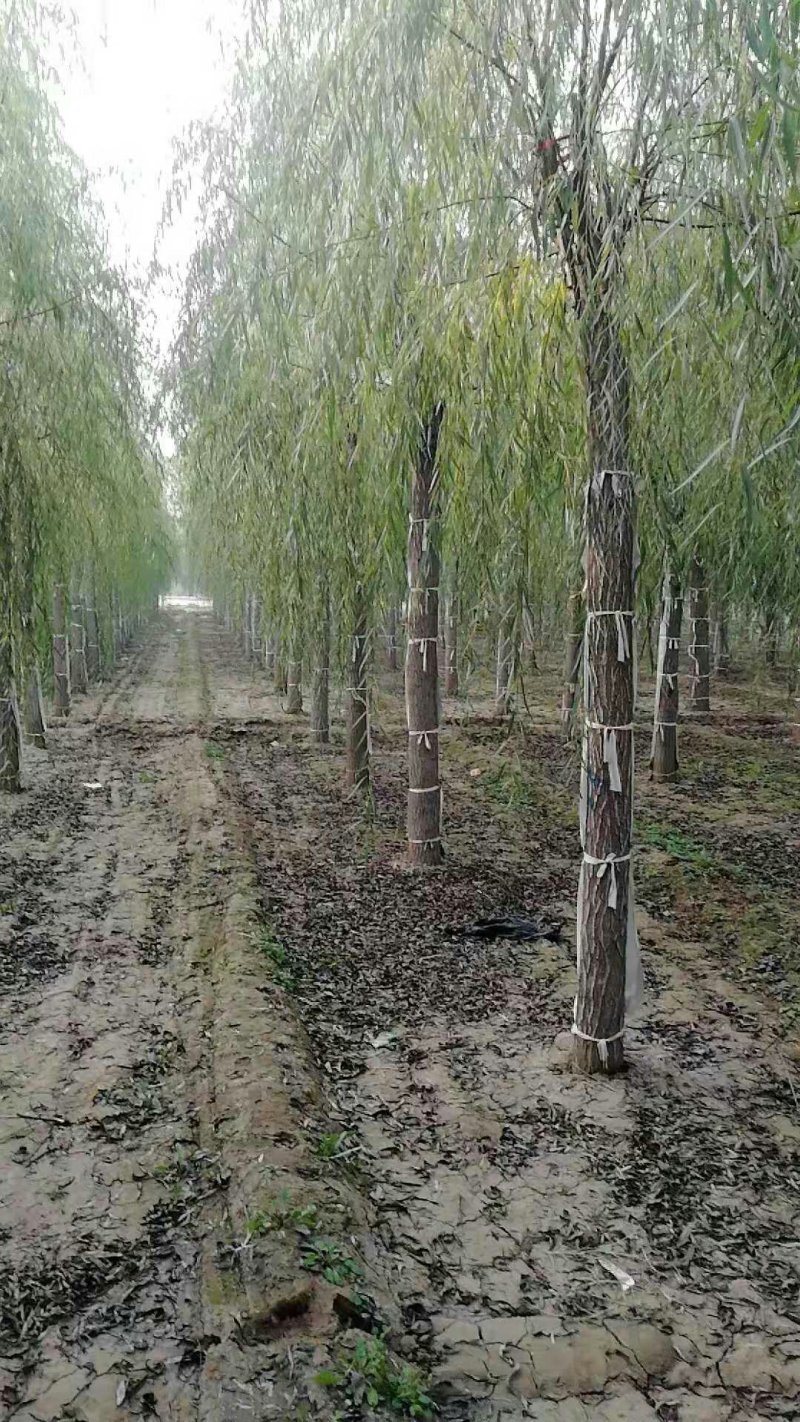 嫁接垂柳，原生垂柳，定植定杆垂柳，嫁接金丝柳