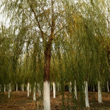 嫁接垂柳，原生垂柳，定植定杆垂柳，嫁接金丝柳