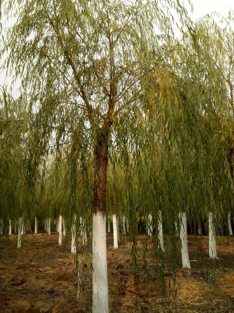 嫁接垂柳，原生垂柳，定植定杆垂柳，嫁接金丝柳