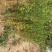 枳壳苗基地60万株现起苗积壳芽苗积壳种子价格便宜
