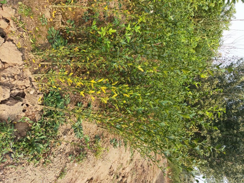 枳壳苗基地60万株现起苗积壳芽苗积壳种子价格便宜