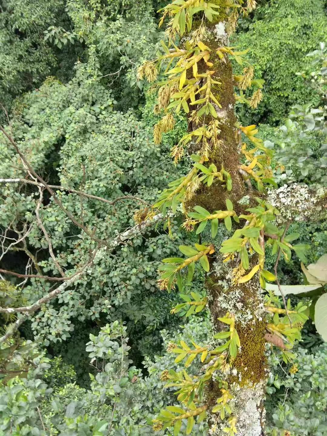 云南高山地区全化渣野生珍虫石斛(药界大熊猫)