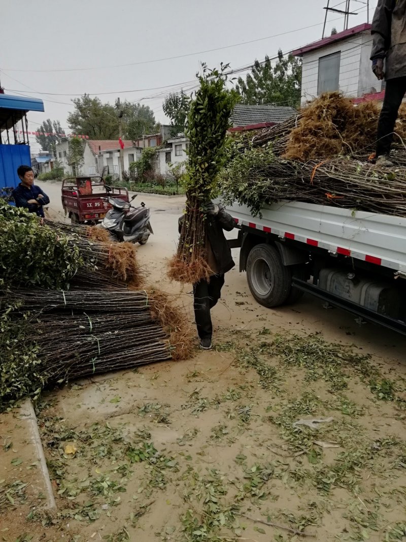 花椒苗：大红袍花椒苗2～3年。当年结果，产量高，成活率高