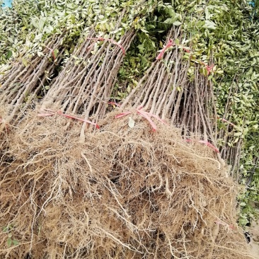 花椒苗：大红袍花椒苗2～3年。当年结果，产量高，成活率高