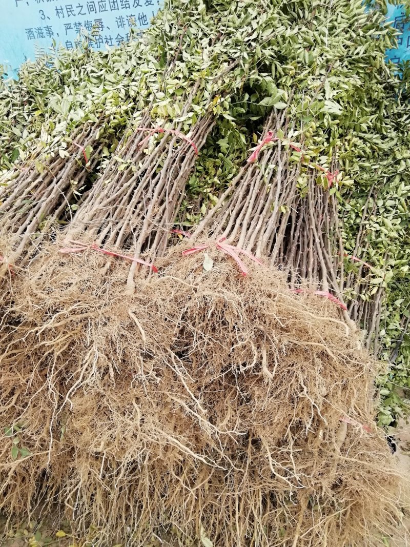 花椒苗：大红袍花椒苗2～3年。当年结果，产量高，成活率高