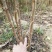 花椒苗：大红袍花椒苗2～3年。当年结果，产量高，成活率高