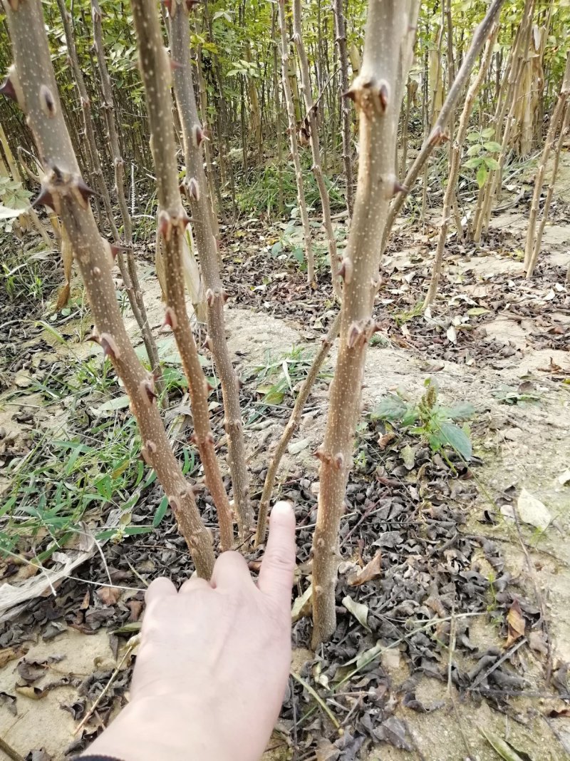 花椒苗：大红袍花椒苗2～3年。当年结果，产量高，成活率高