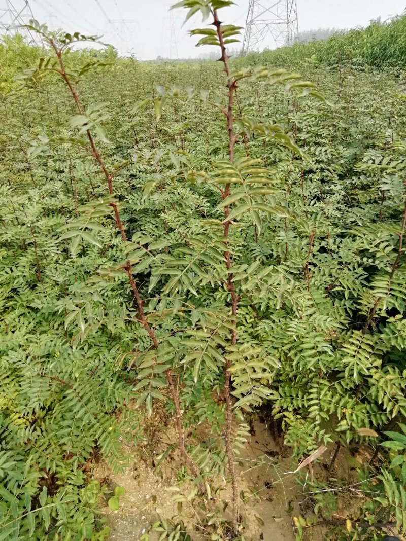 花椒苗：大红袍花椒苗2～3年。当年结果，产量高，成活率高