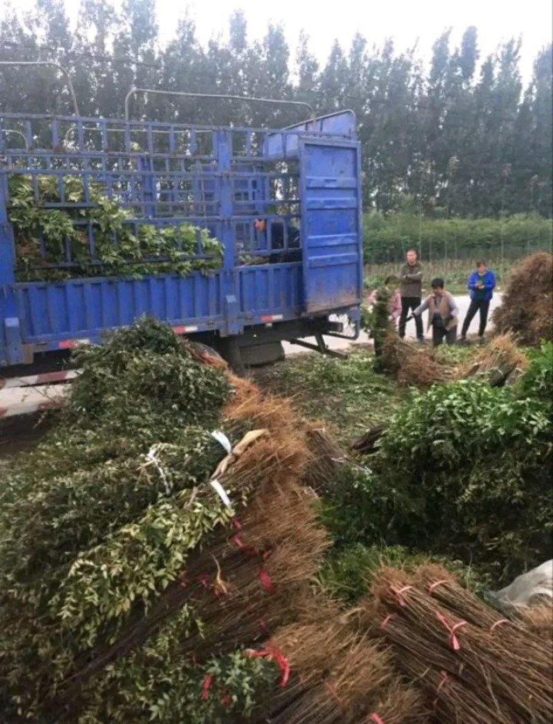 花椒苗：大红袍花椒苗2～3年。当年结果，产量高，成活率高