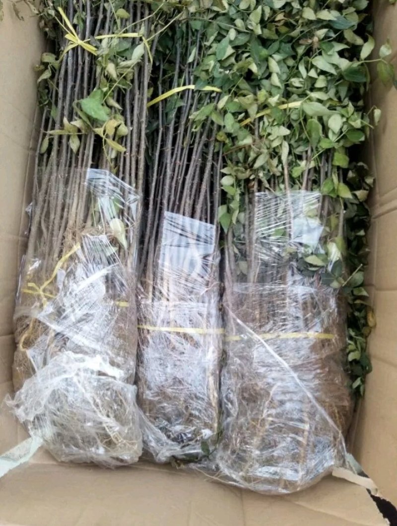 花椒苗：大红袍花椒苗2～3年。当年结果，产量高，成活率高