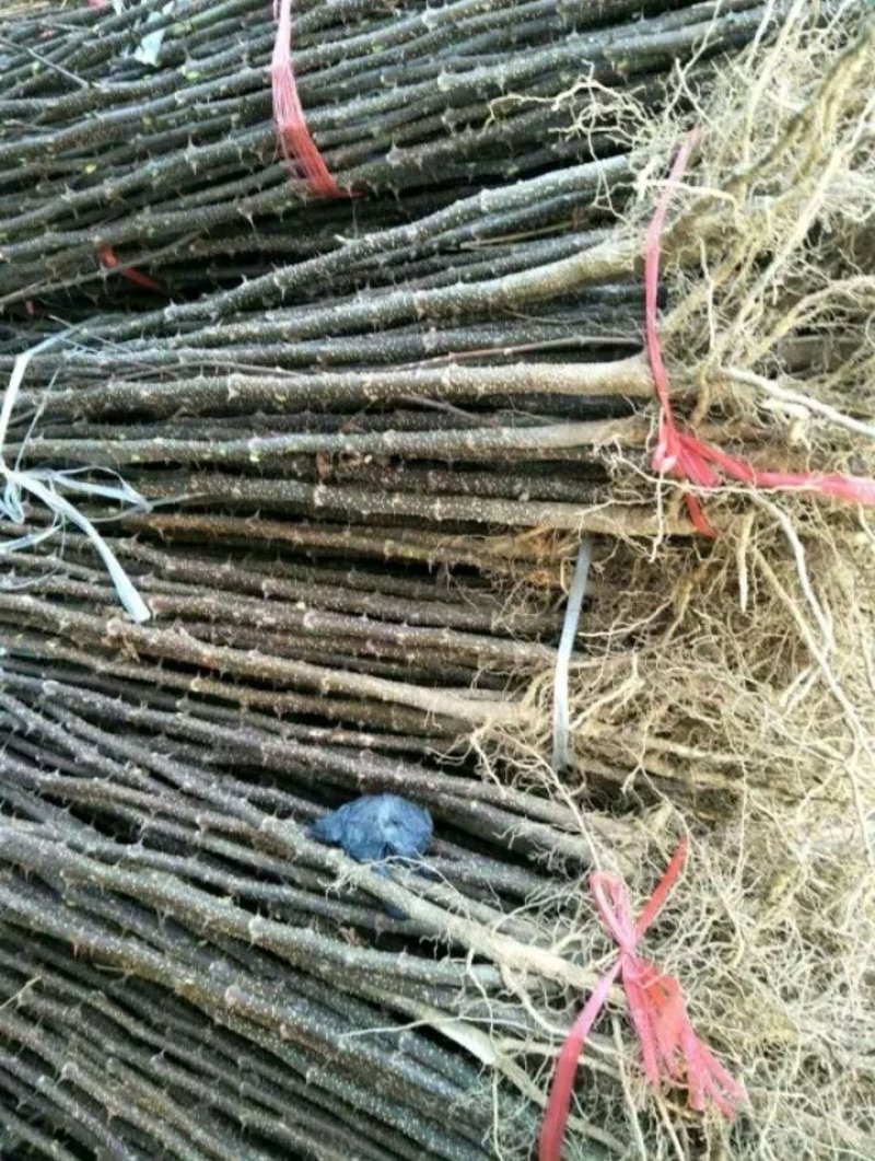 花椒苗：大红袍花椒苗2～3年。当年结果，产量高，成活率高