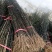 花椒苗：大红袍花椒苗2～3年。当年结果，产量高，成活率高