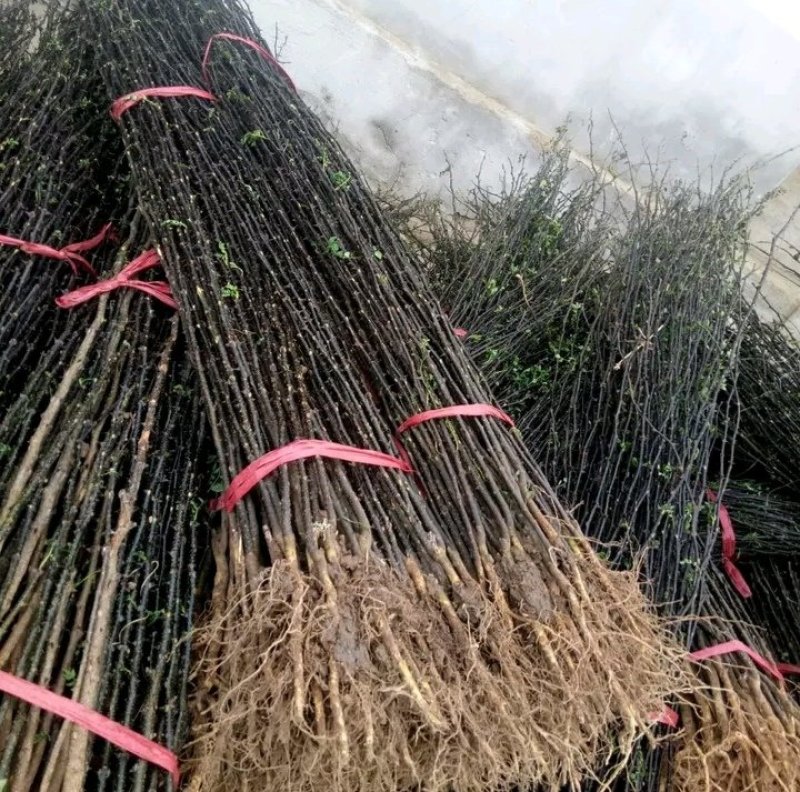花椒苗：大红袍花椒苗2～3年。当年结果，产量高，成活率高