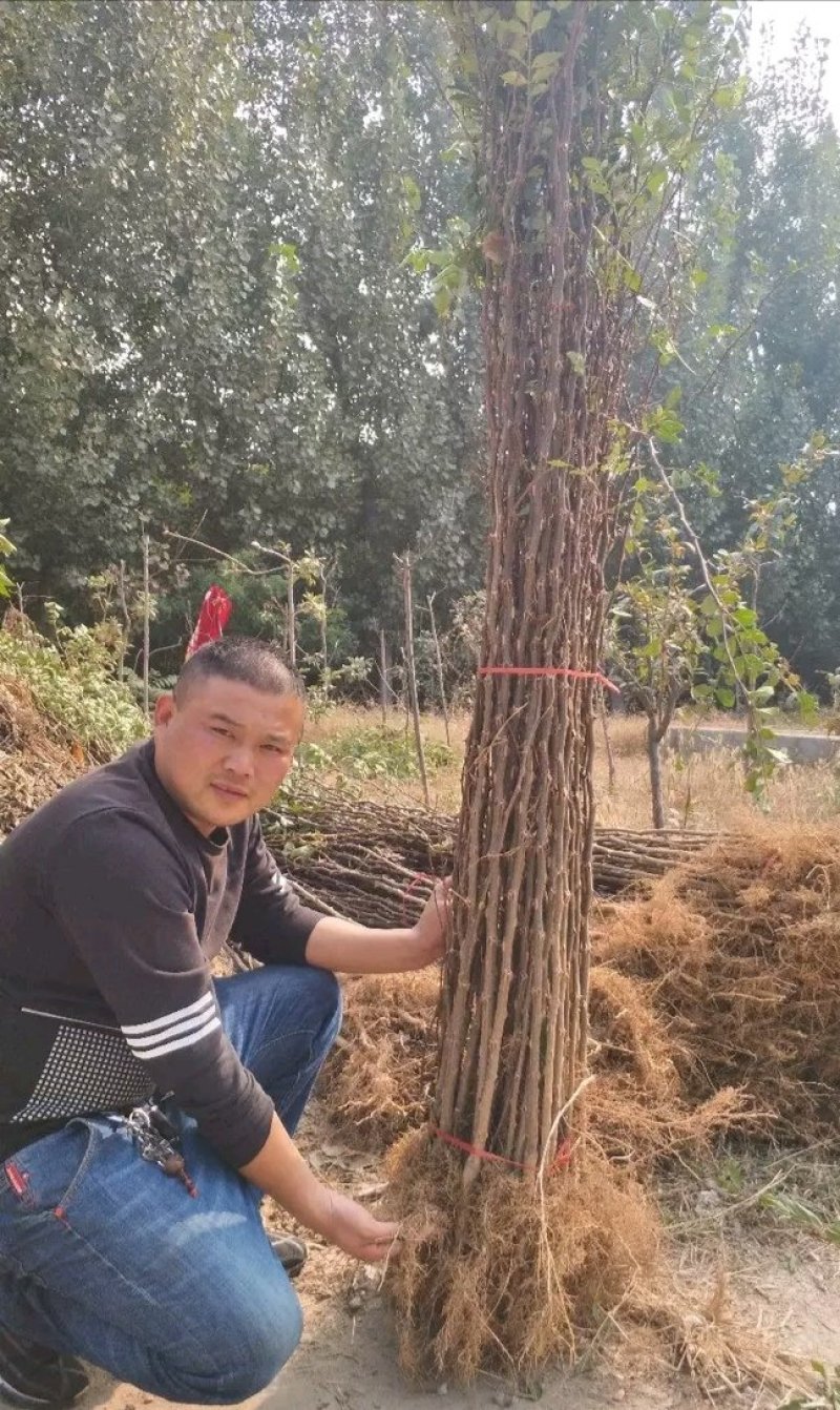 花椒苗：大红袍花椒苗2～3年。当年结果，产量高，成活率高