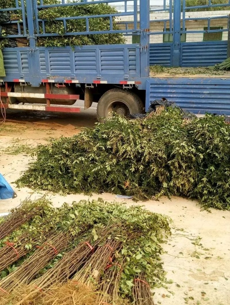 花椒苗：大红袍花椒苗2～3年。当年结果，产量高，成活率高
