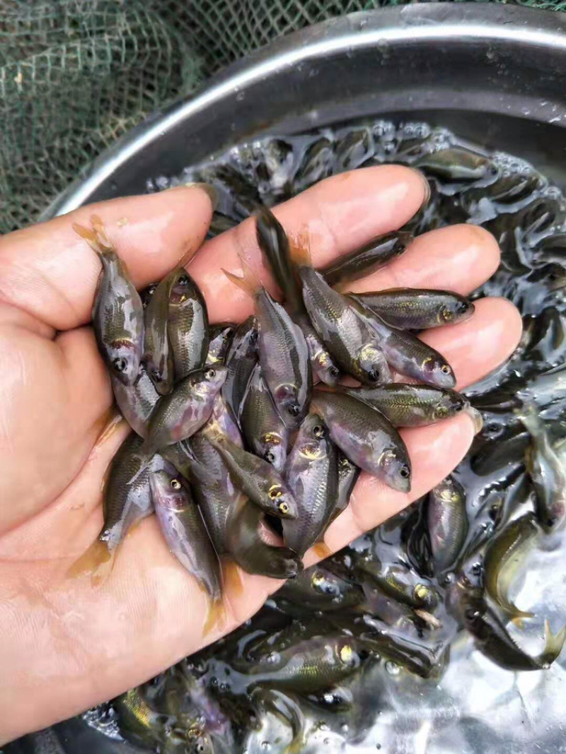 禾花鲤鱼苗长年供应优质禾花鲤鱼苗+自孵水花