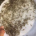 禾花鲤鱼苗长年供应优质禾花鲤鱼苗+自孵水花