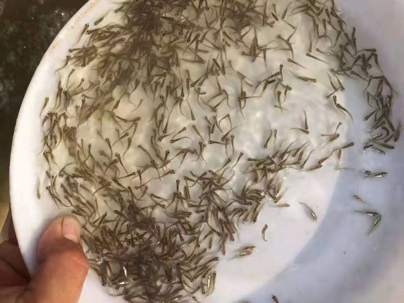 禾花鲤鱼苗长年供应优质禾花鲤鱼苗+自孵水花
