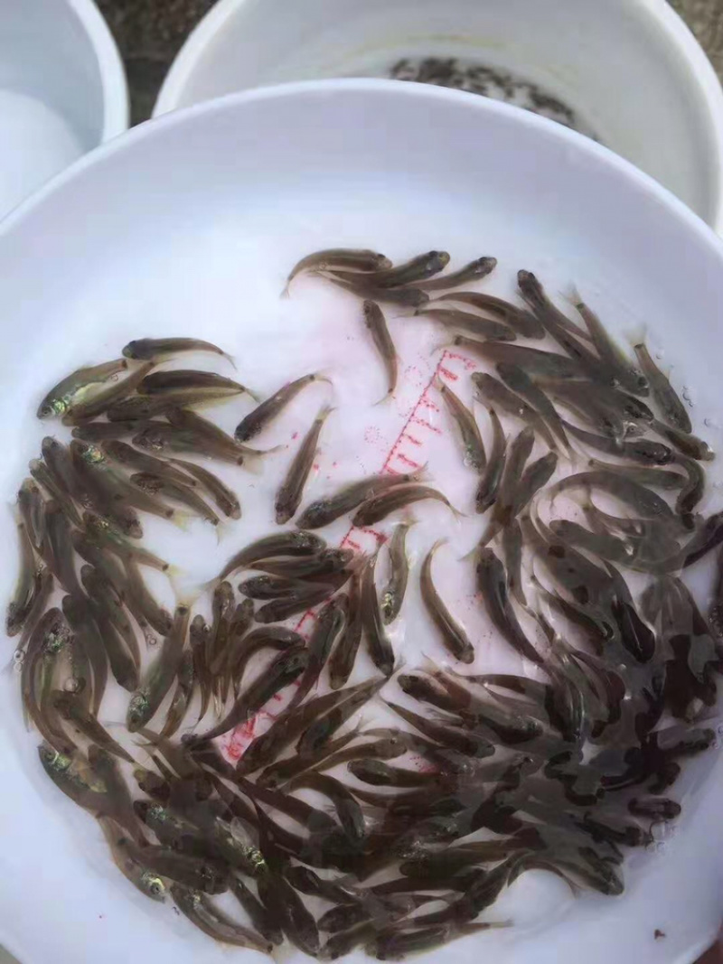 禾花鲤鱼苗长年供应优质禾花鲤鱼苗+自孵水花
