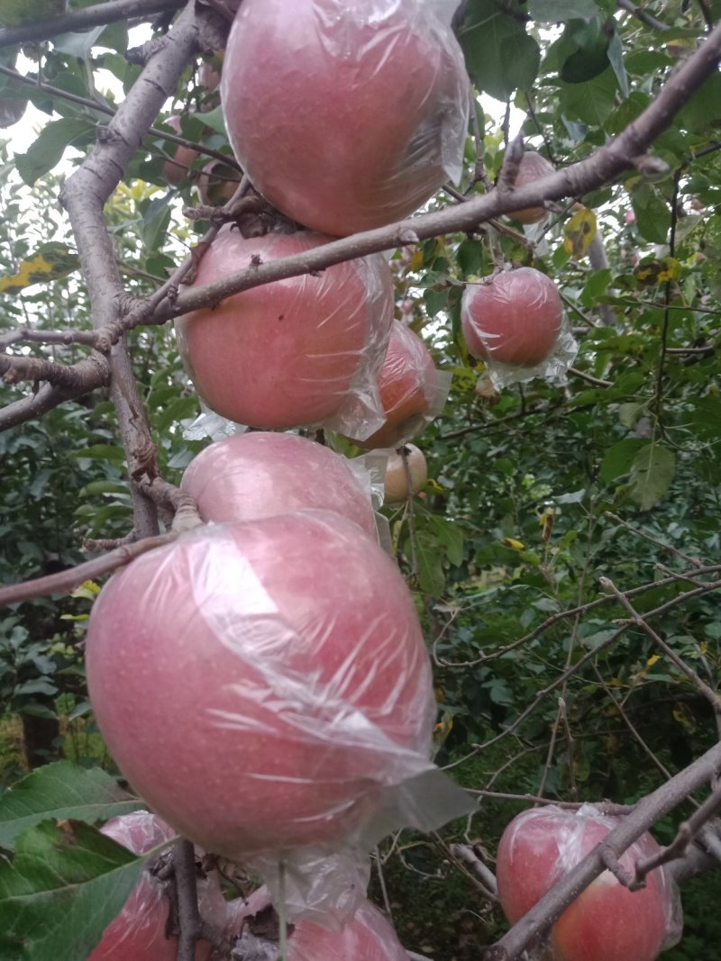 山西临汾红富士苹果批发