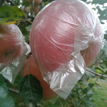 山西临汾红富士苹果批发